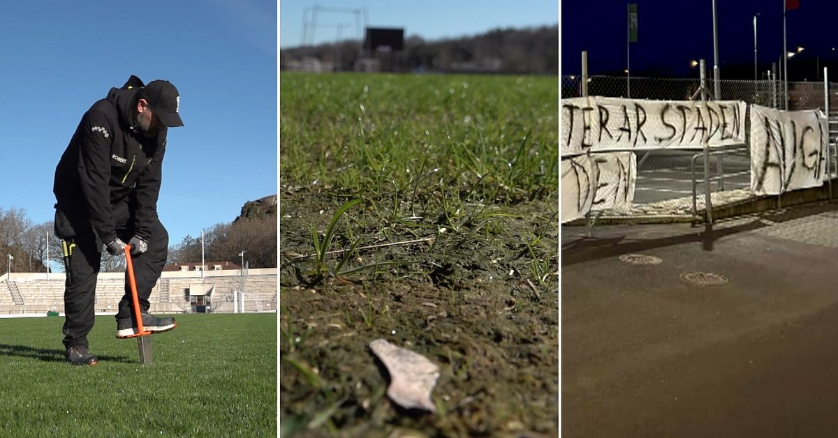 Gr&auml;skris i Uddevalla efter insektsinvasionen &ndash; i &aring;r igen