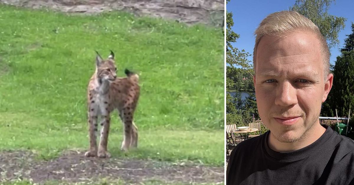 Här dyker ett lodjur upp i Patriks trädgård: ”Riktigt mäktigt”