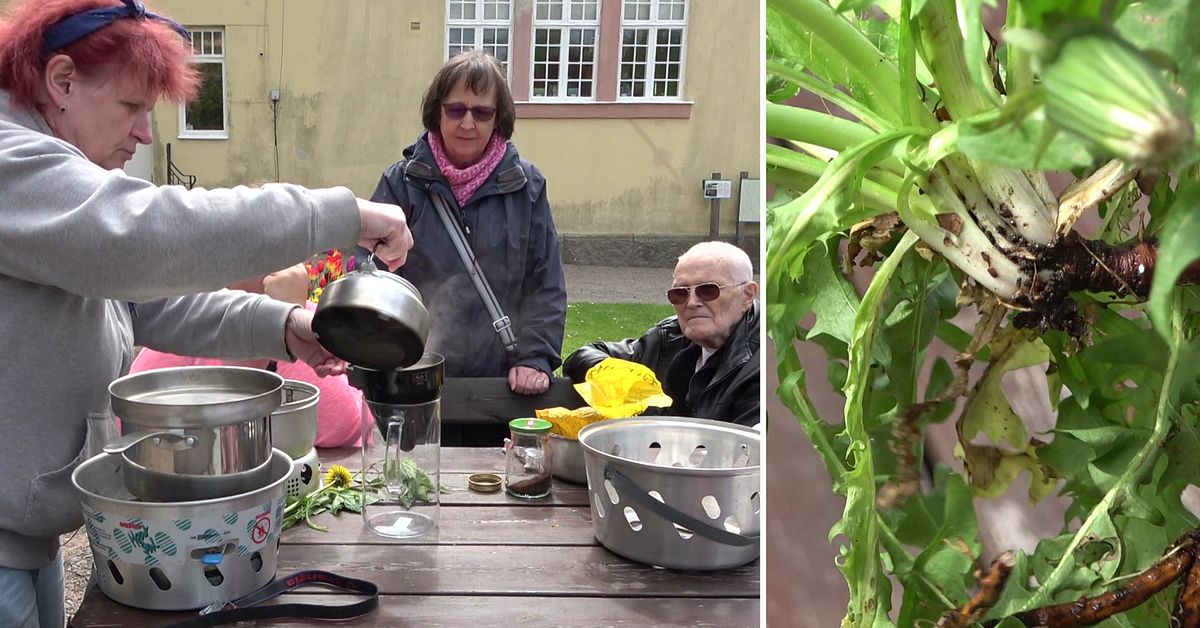 De lär sig använda vilda växter i köket – gör kaffe av maskrosor | SVT ...