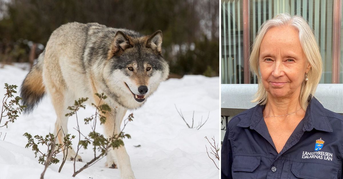 Beskedet Ingen licensjakt på varg i Dalarna 2025 SVT Nyheter