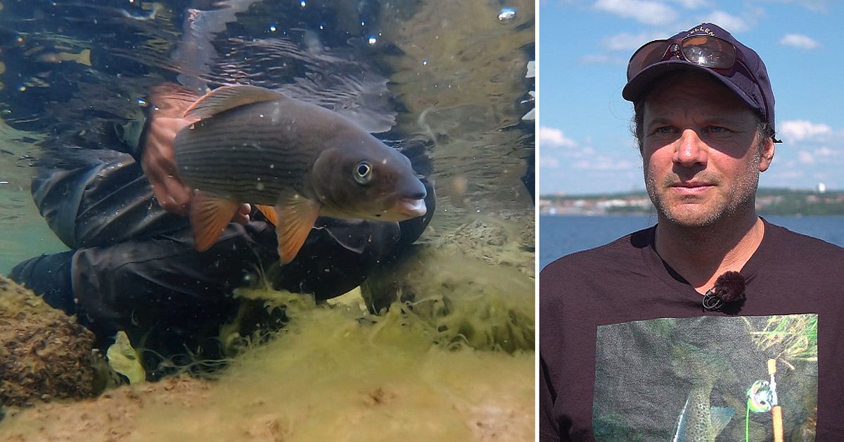 Uppmanar till fiskestopp i värmen: ”Överlevnaden minskar vid 18–20 grader”