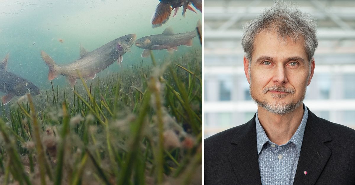 40 &aring;r efter Tjernobyl &ndash; okej att &auml;ta fisk och svamp i J&auml;mtland