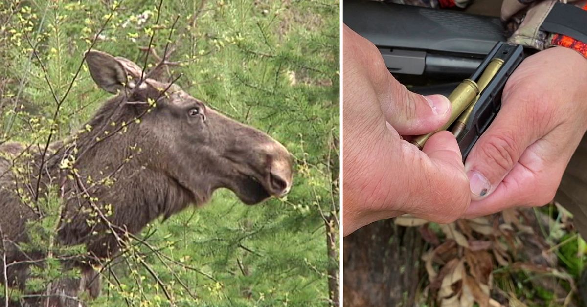 Fortsatt jakt – trots risk för rödlistad älg | SVT Nyheter
