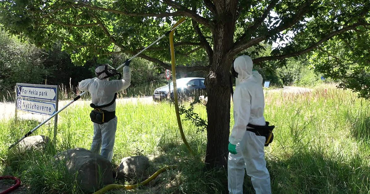 Hundratals bon av &rdquo;helveteslarven&rdquo; har dammsugits bort