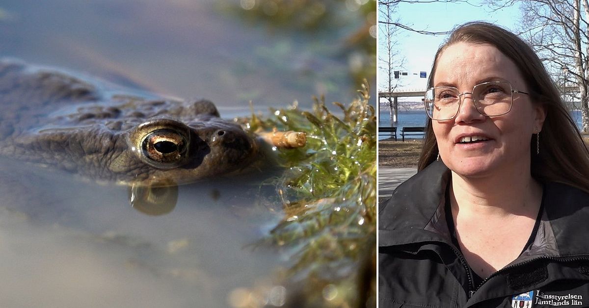 L&auml;nsstyrelsen: Det finns mer pengar till &aring;terst&auml;llande av v&aring;tmarker