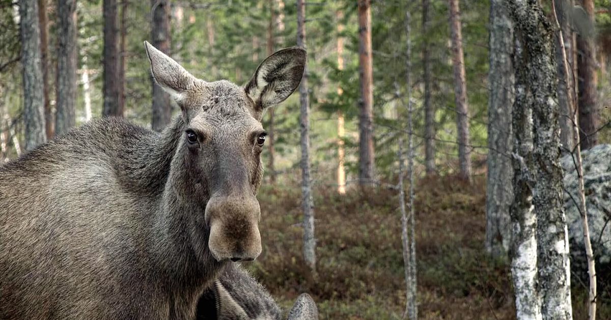 S&aring; p&aring;verkar ett varmt klimat r&ouml;dlistade &auml;lgen