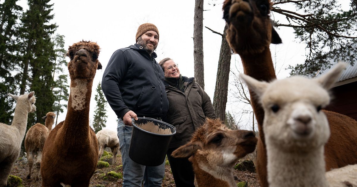 Victor och Ida har 16 alpackor: ”Började som ett skämt” | SVT Nyheter