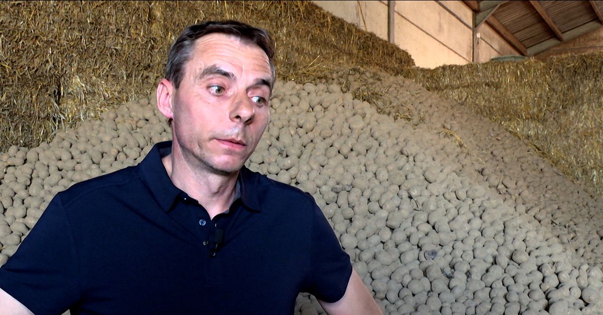 &Ouml;verfl&ouml;d av potatis i Belgien &ndash; kostar noll kronor