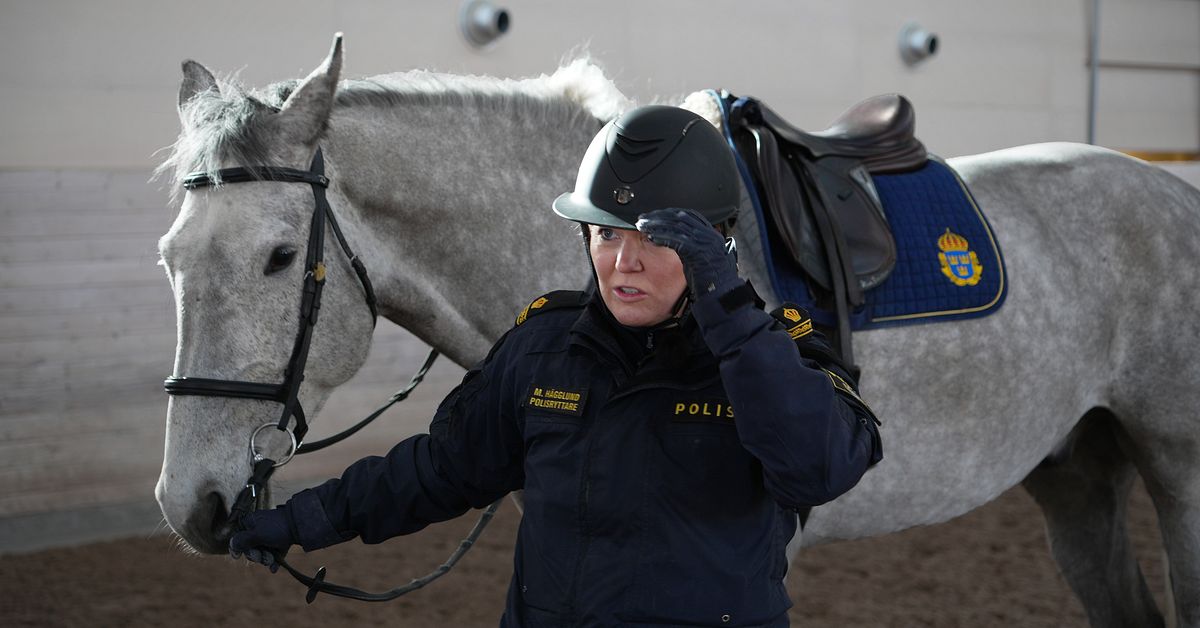 H&auml;stbrist p&aring; polisrytteriet &ndash; Orvar &auml;r f&ouml;rsta vita polish&auml;sten