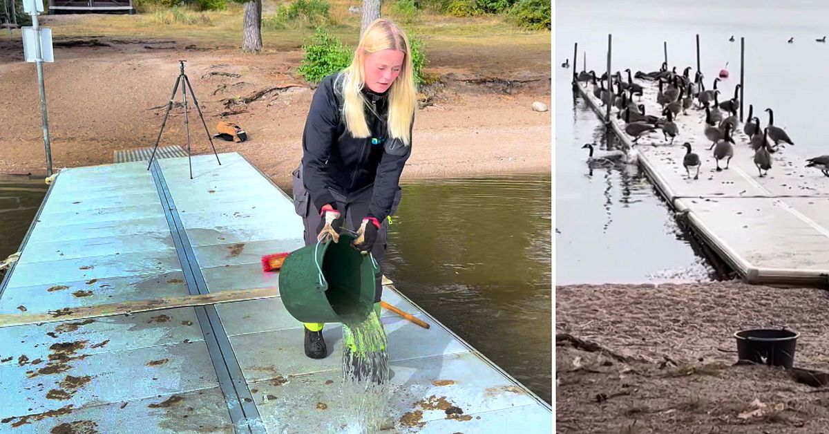 Kanadag&auml;ssens bajskaos sabbar badgl&auml;djen i Kungs&ouml;r
