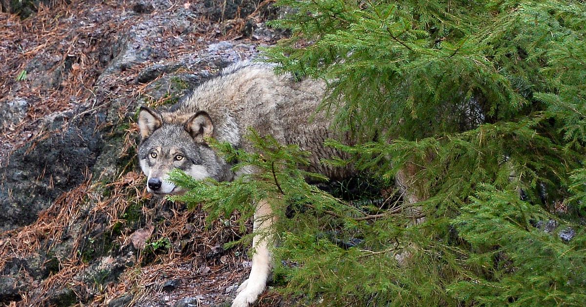Fyra får dödade i vargattack – länsstyrelsen utreder skyddsjakt
