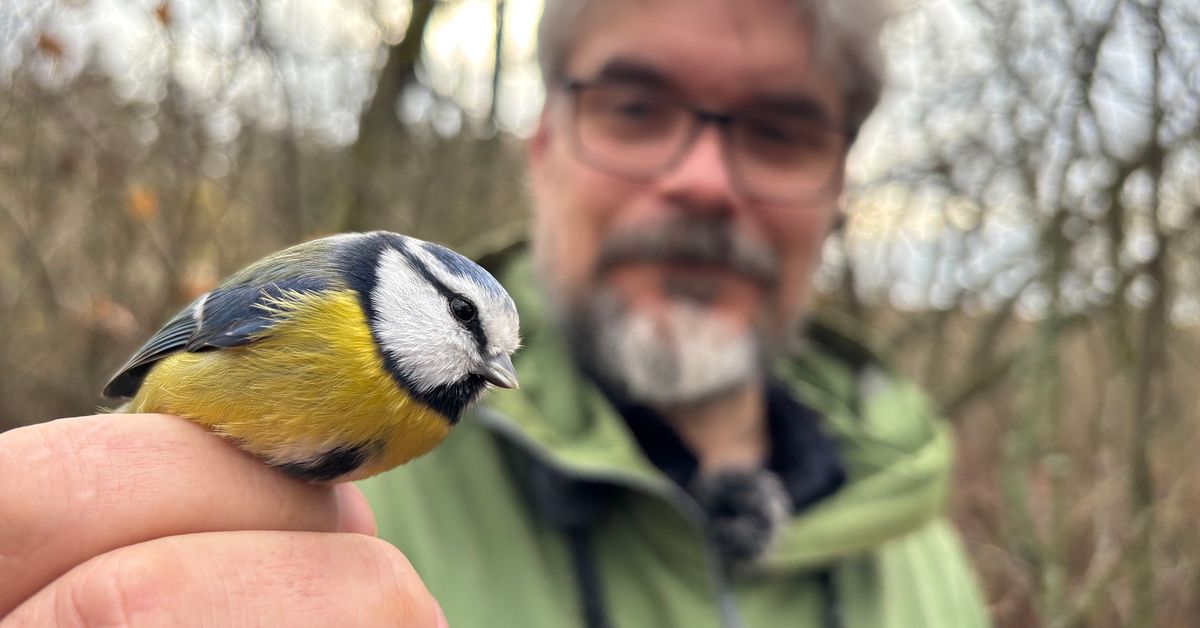 Varmare klimat – då får svenska fåglar malaria