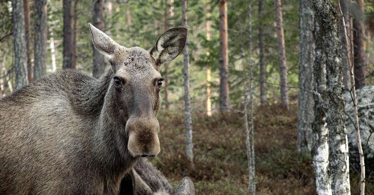 Klart: SVT s&auml;nder &auml;lgvandringen 2027