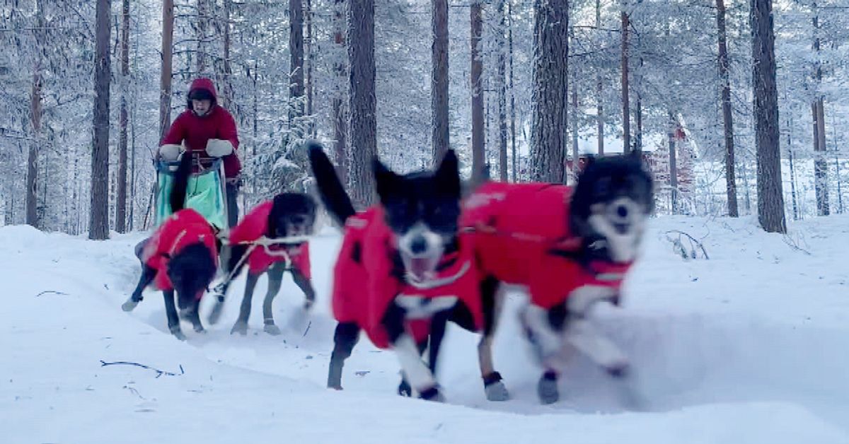 F&ouml;lj med till k&ouml;ldkn&auml;ppen i Tornedalen: &rdquo;Man &auml;r van&rdquo;