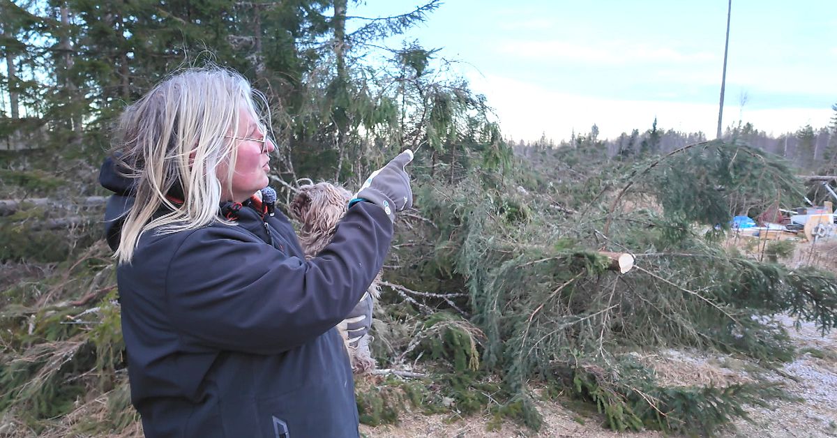H&auml;r har tr&auml;d fallit runt hela g&aring;rden &ndash; se f&ouml;r&ouml;delsen