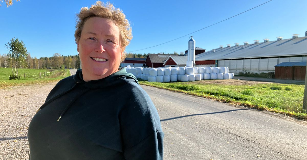 Norrbottens bönder blev bönhörda – miljonregn på väg