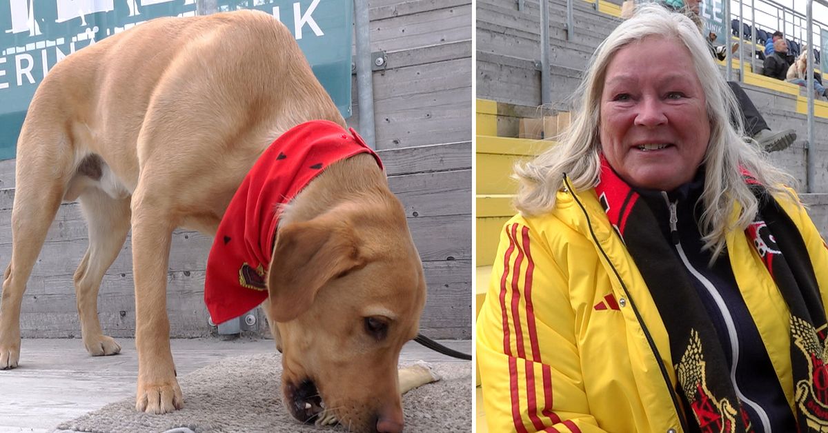 Hundskall och hejaramsor &ndash; &Ouml;FK &ouml;ppnar l&auml;ktare f&ouml;r fyrbenta supportrar