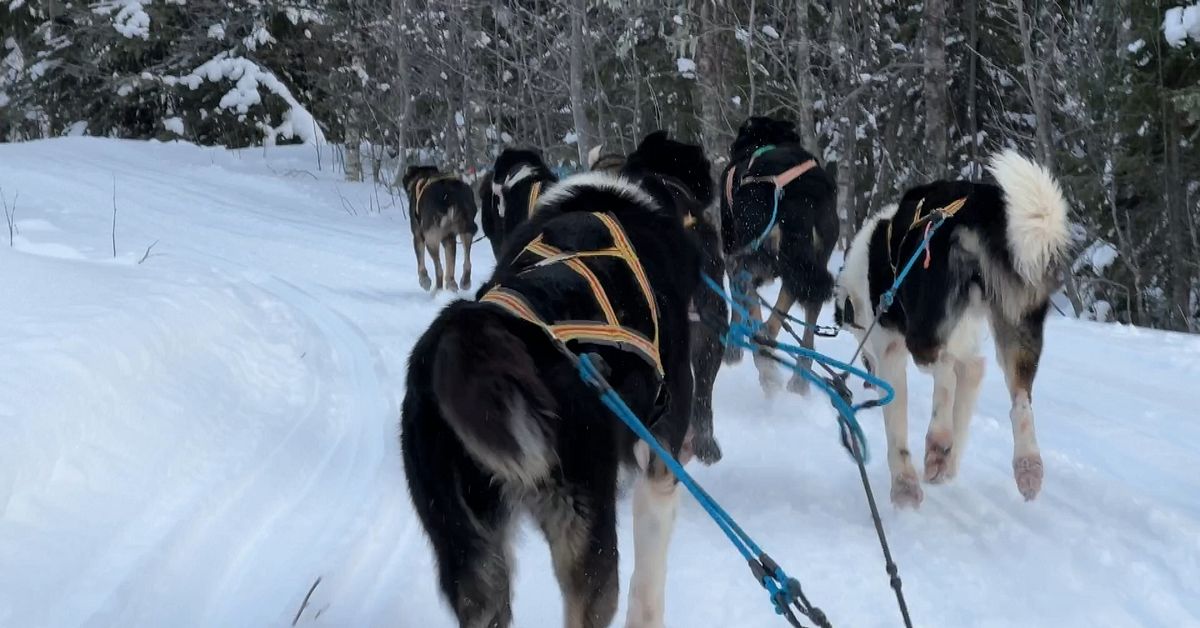 Kvinna skadades efter krock med hundspann s&ouml;der om &Aring;re