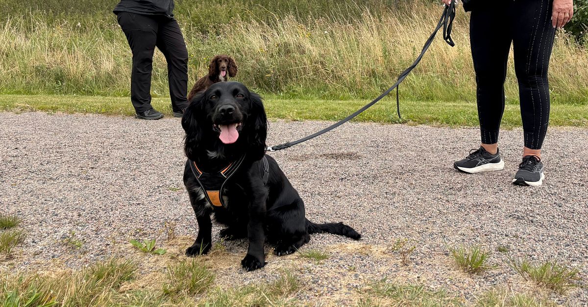Hunden Vilja spårar läckor i dricksvattnet under marken