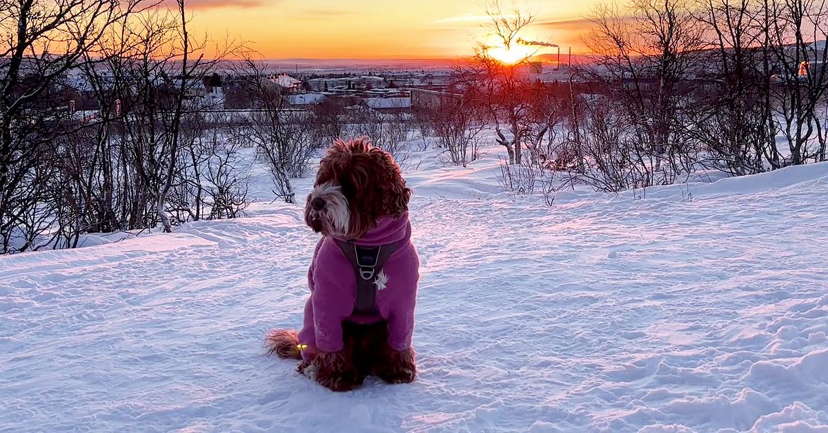 S&aring; skyddar du p&auml;lsklingen i kylan &ndash; h&ouml;r  Kirunaveterin&auml;rens tips