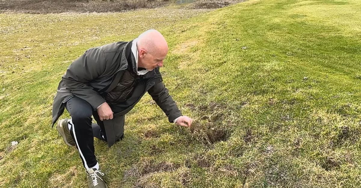 Vildsvin har f&ouml;rst&ouml;rt delar av golfbana i V&auml;rnamo
