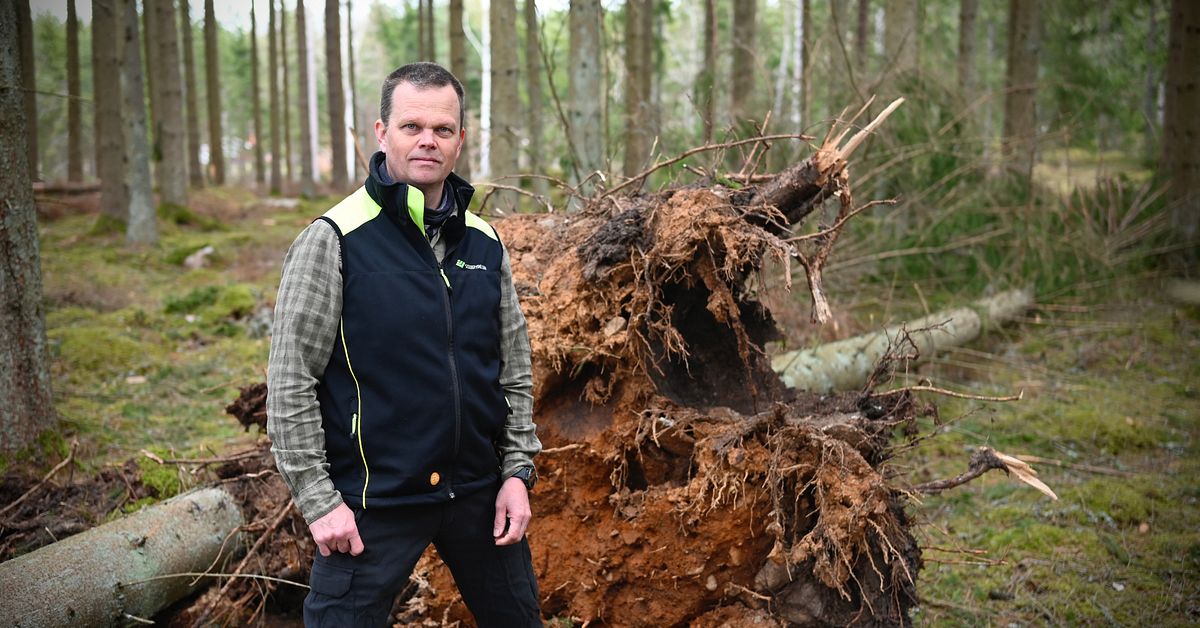Stormen Dave ökar risken för granbarkborre – övervakning införs i södra Sverige