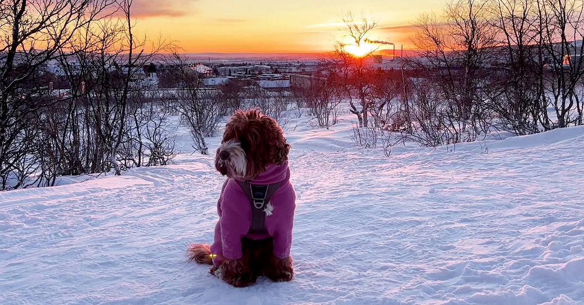S&aring; skyddar du hunden i kylan &ndash; h&ouml;r  Kirunaveterin&auml;rens tips