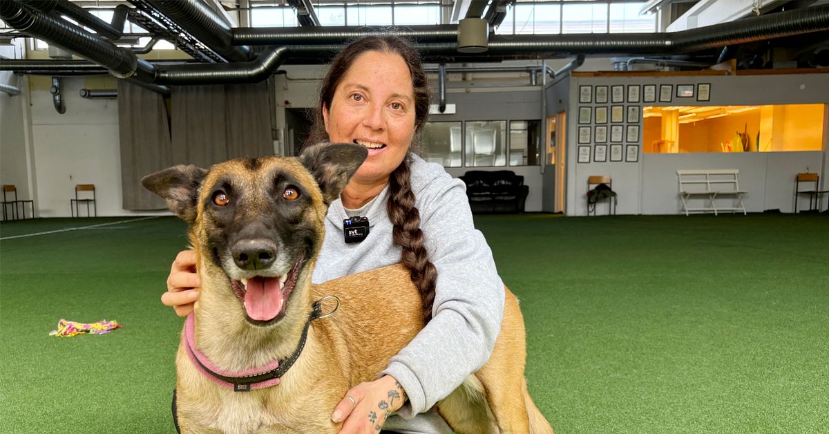 Så aktiverar du din hund på rätt sätt: 10 effektiva metoder för mental och fysisk stimulans