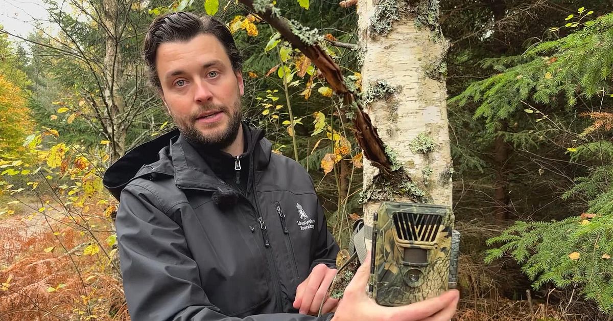 S&aring; g&aring;r kartl&auml;ggningen av varg till &ndash; SVT f&ouml;ljde med ut i skogen