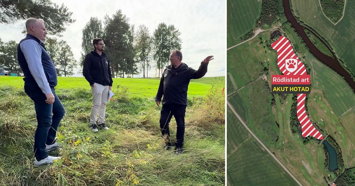 R&ouml;dlistad vattenart st&auml;ller till det f&ouml;r Str&ouml;msholms golfklubb