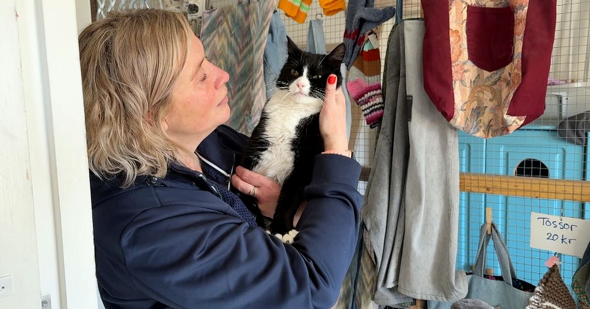 Katthem i Borl&auml;nge f&aring;r ta hand om o&ouml;nskade kattungar &ndash; &rdquo;Nu &auml;r det &aring;ret runt&rdquo;
