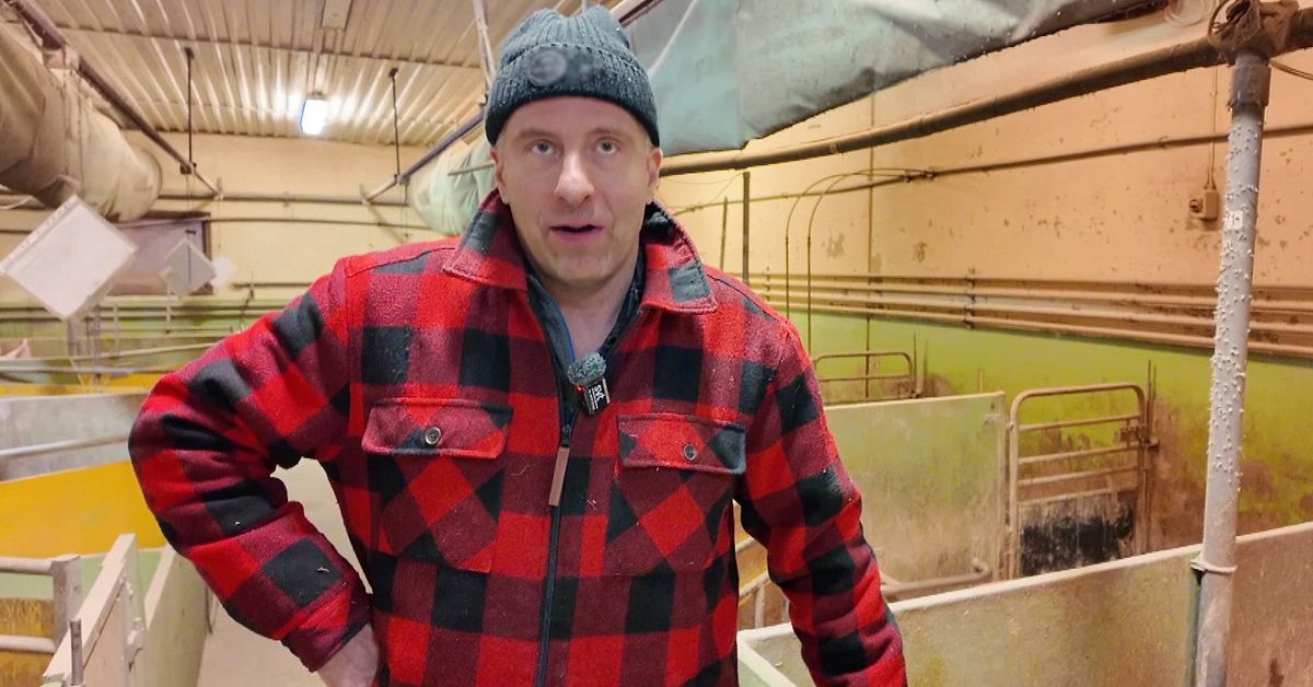 Tufft för grisbönder i norra Sverige – Fredrik i Burträsk lägger ner