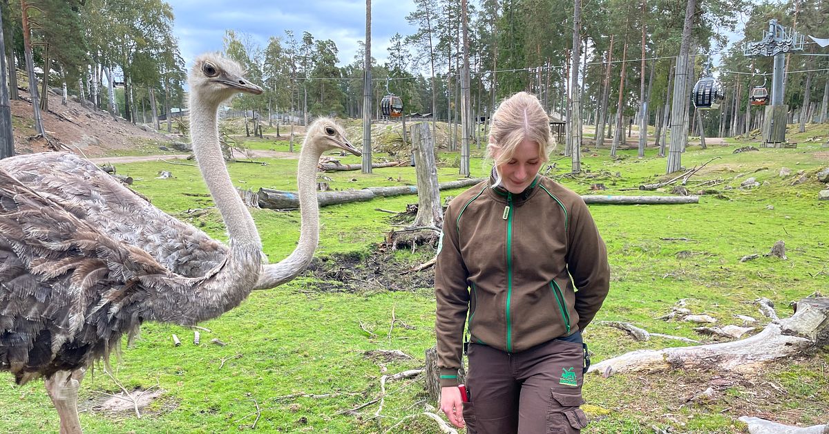 Nu showar Elvis på Kolmården – nordafrikanska strutsar på savannen