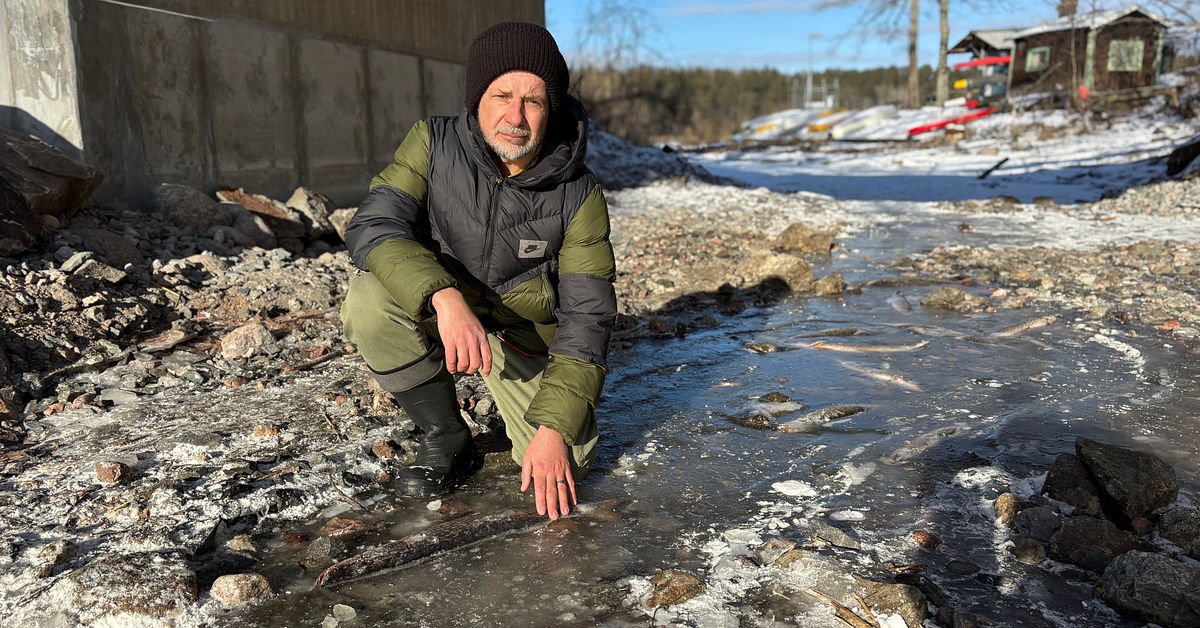 Massd&ouml;d av g&auml;ddor p&aring; Liding&ouml; &ndash; efter historiskt l&aring;ga vattenniv&aring;er