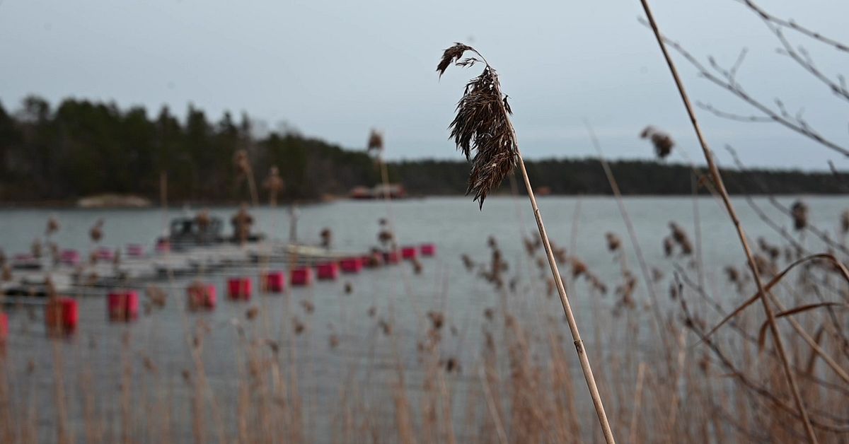 Socialdemokraterna s&auml;ger nej till ny k&auml;rnkraft l&auml;ngs kusten