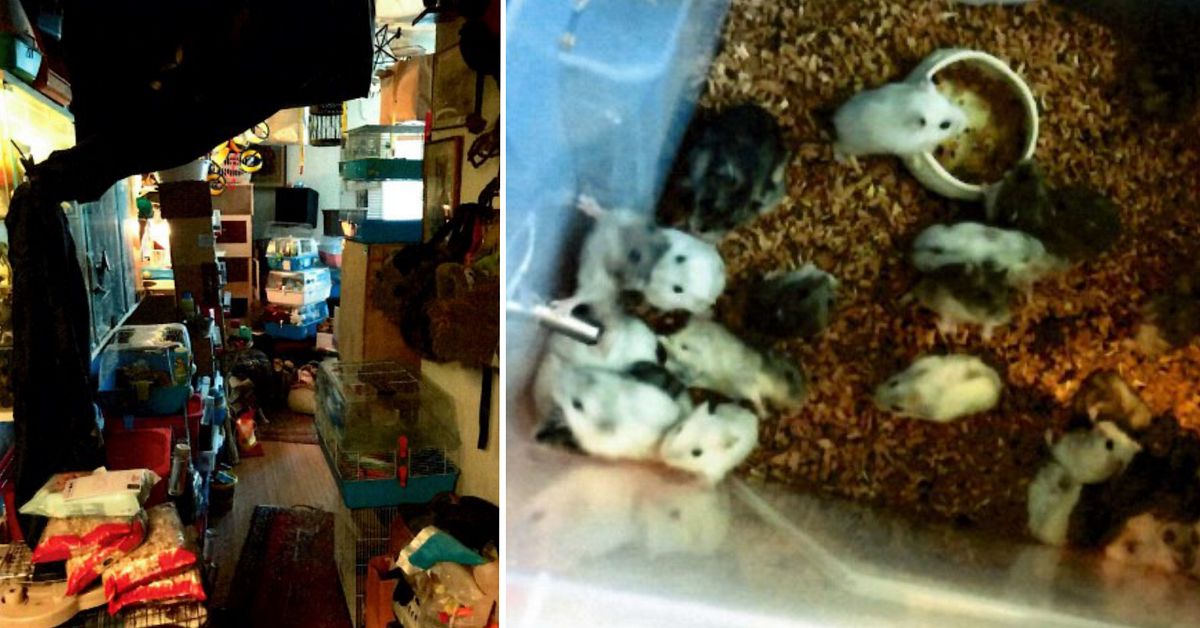 A thousand hamsters were found in a Stockholm apartment – a woman has been sentenced for animal welfare crimes