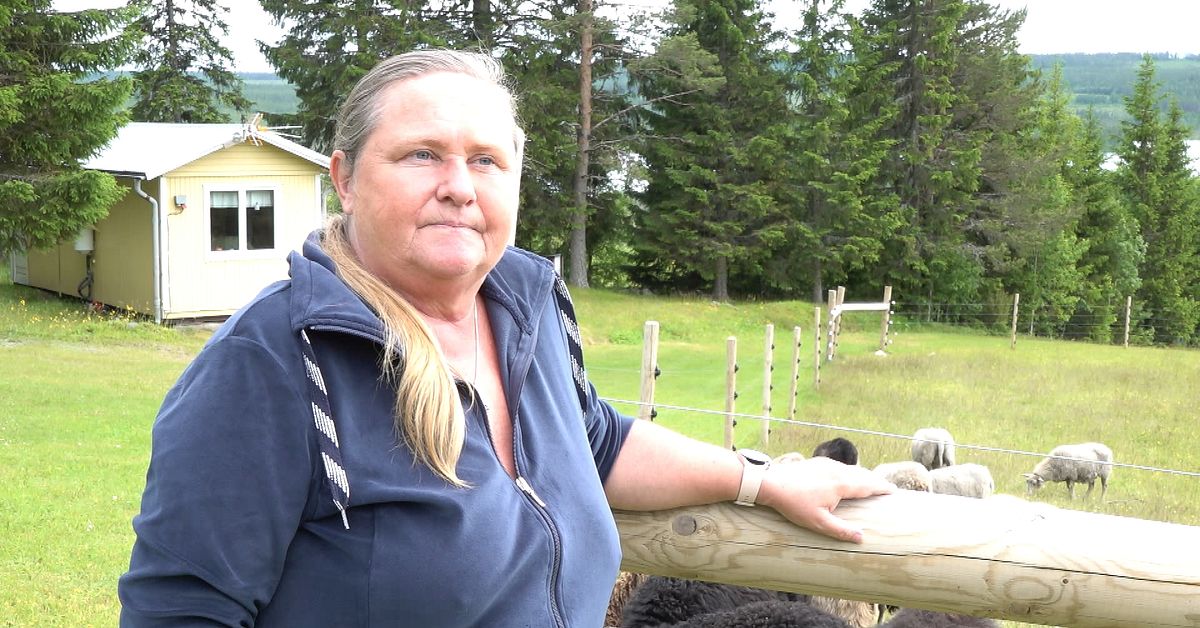 Eva har får i vargområdet: ”Skulle blunda för tjuvjakt”