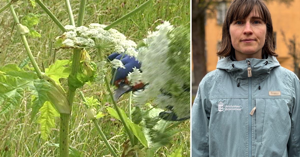 Experten förklarar: Så får du bort den invasiva jättelokan