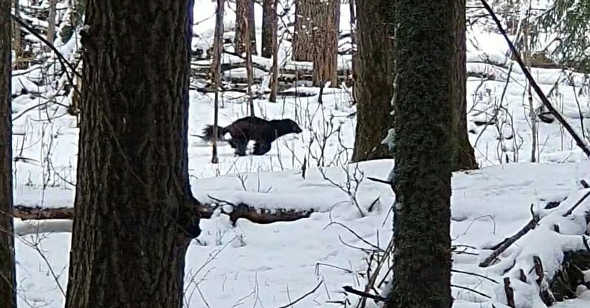 H&auml;r springer j&auml;rven p&aring; Fr&ouml;s&ouml;n
