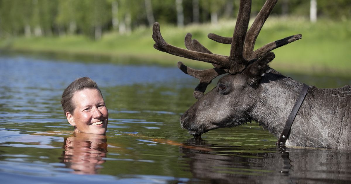 Superhetta i Lansån – då badar Anna-Lena med renar
