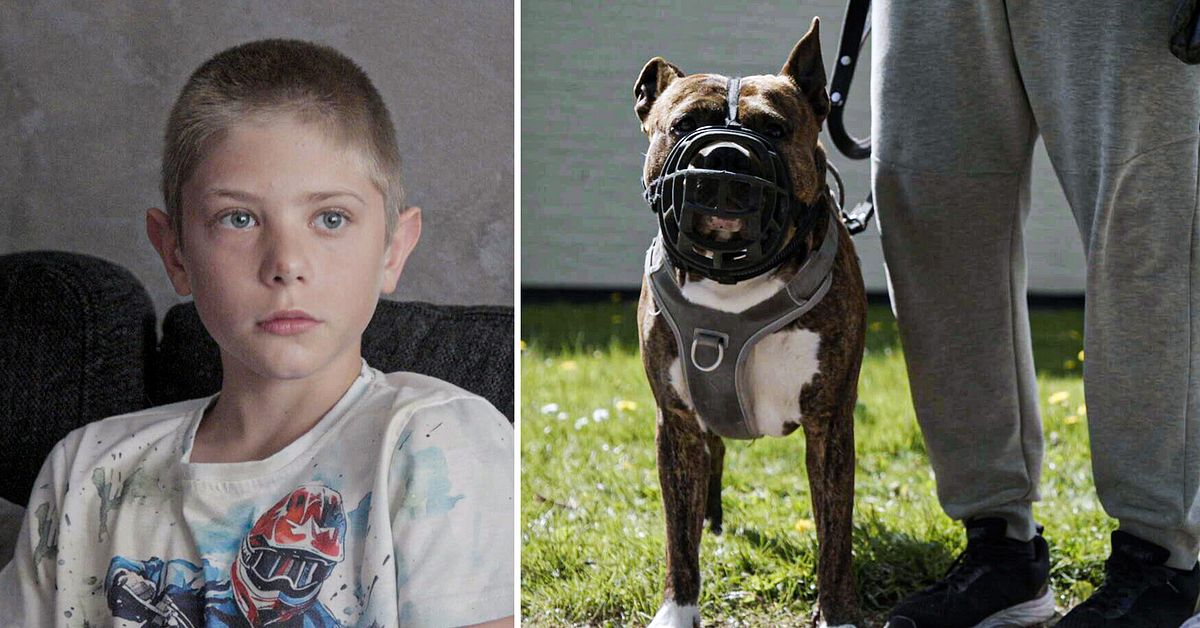 Attackerade 11-årige David – ägaren får behålla kamphunden