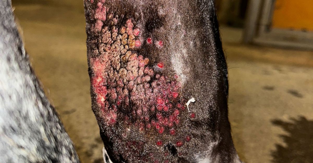 Ny smittsam hudsjukdom p&aring;visad hos h&auml;star i Sverige