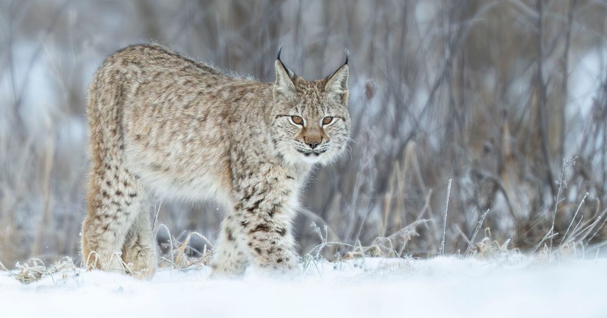 Domstol ger klartecken f&ouml;r lodjursjakt