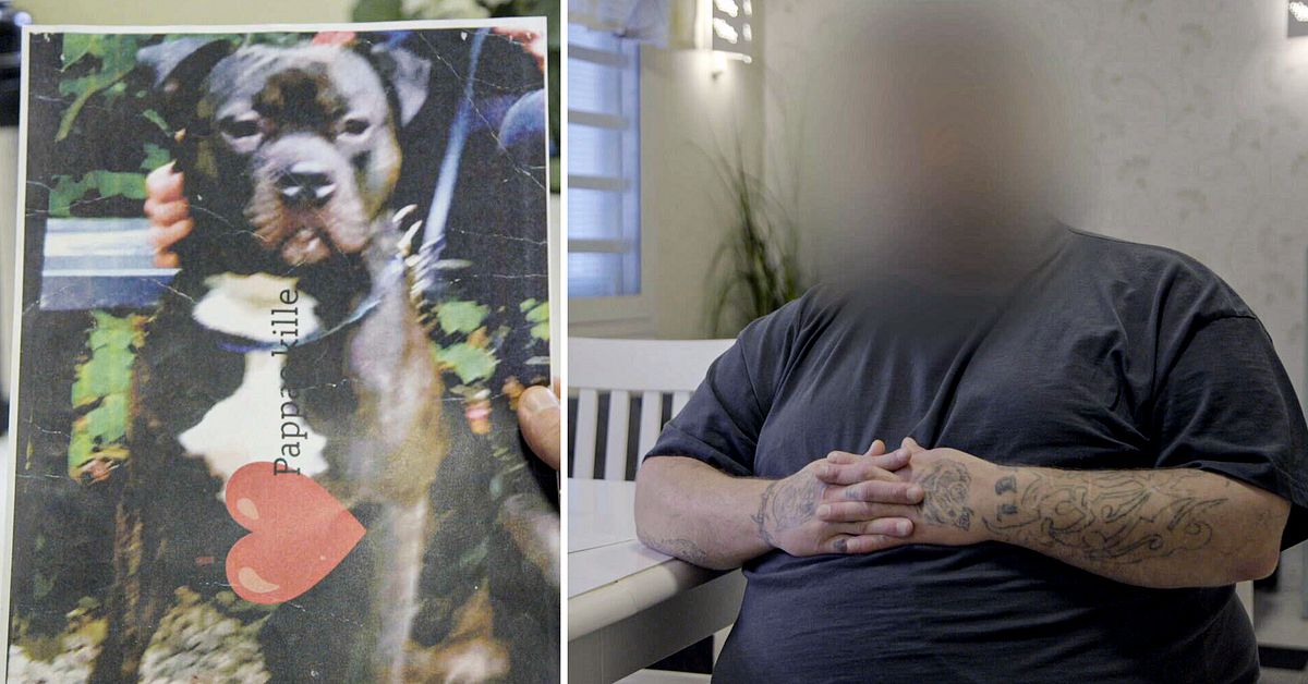 Så kan farliga kamphundar vandra mellan kriminella
