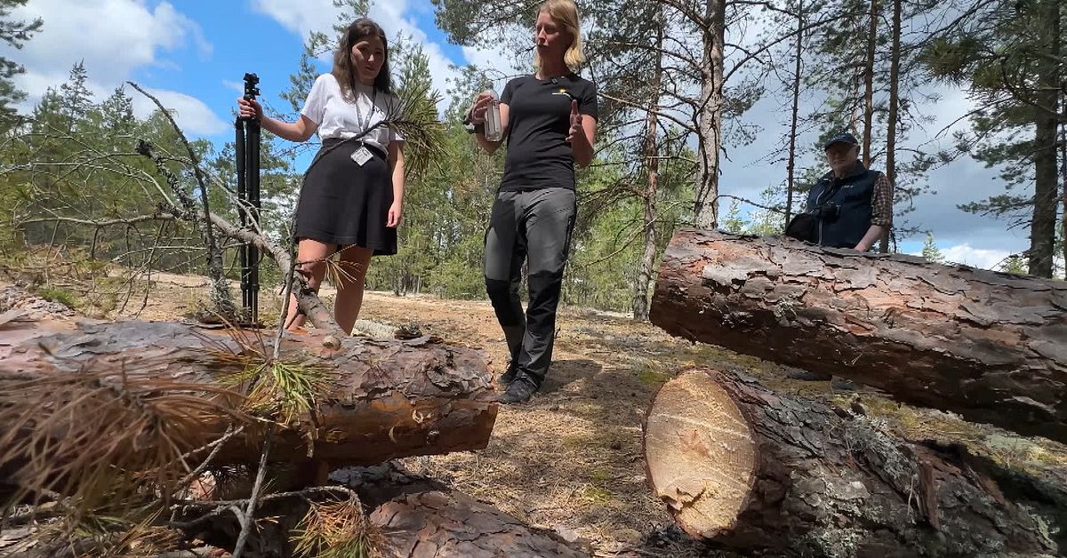 Skydd för hotade sandödlan saboterat i Sörmon – ”Oerhört tråkigt”