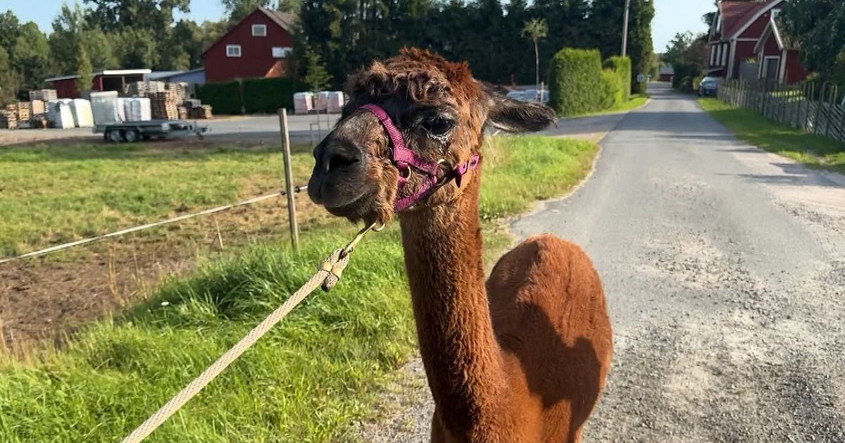 Alpackavandring godk&auml;nd friskv&aring;rd i regionen &ndash; inte stresshantering