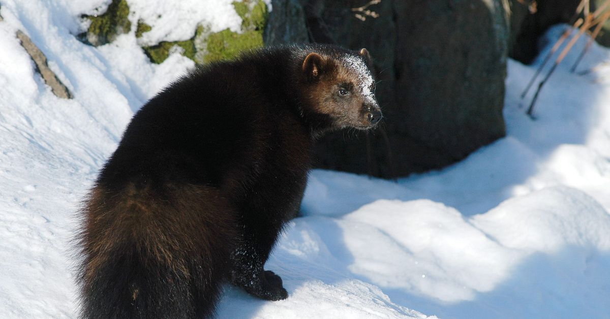 Sameby vill skjuta &aring;tta j&auml;rvar &ndash; nekas av domstol