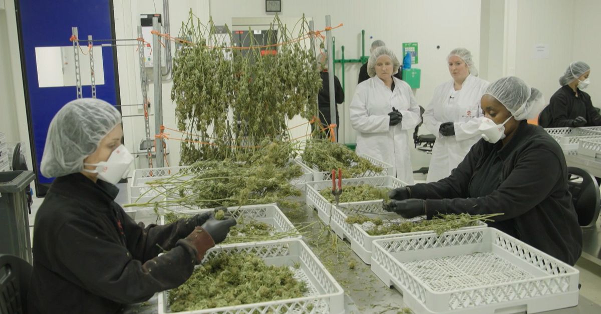 Laglig cannabisodling ska lösa ”nederländska paradoxen”