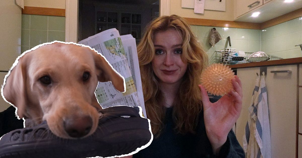 Båtsman är tillbaka – så blir din hund skådespelare