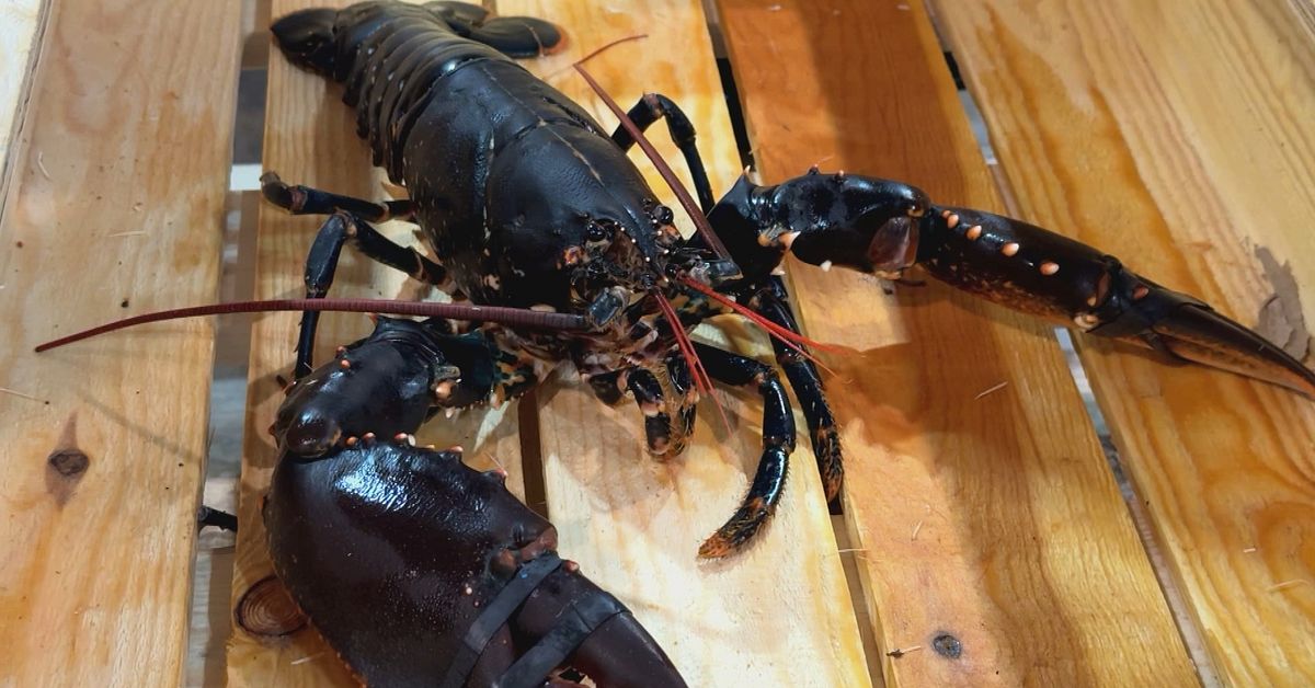 Efter v&auml;derkaos p&aring; v&auml;stkusten &ndash; &aring;rets f&ouml;rsta hummer s&aring;ld